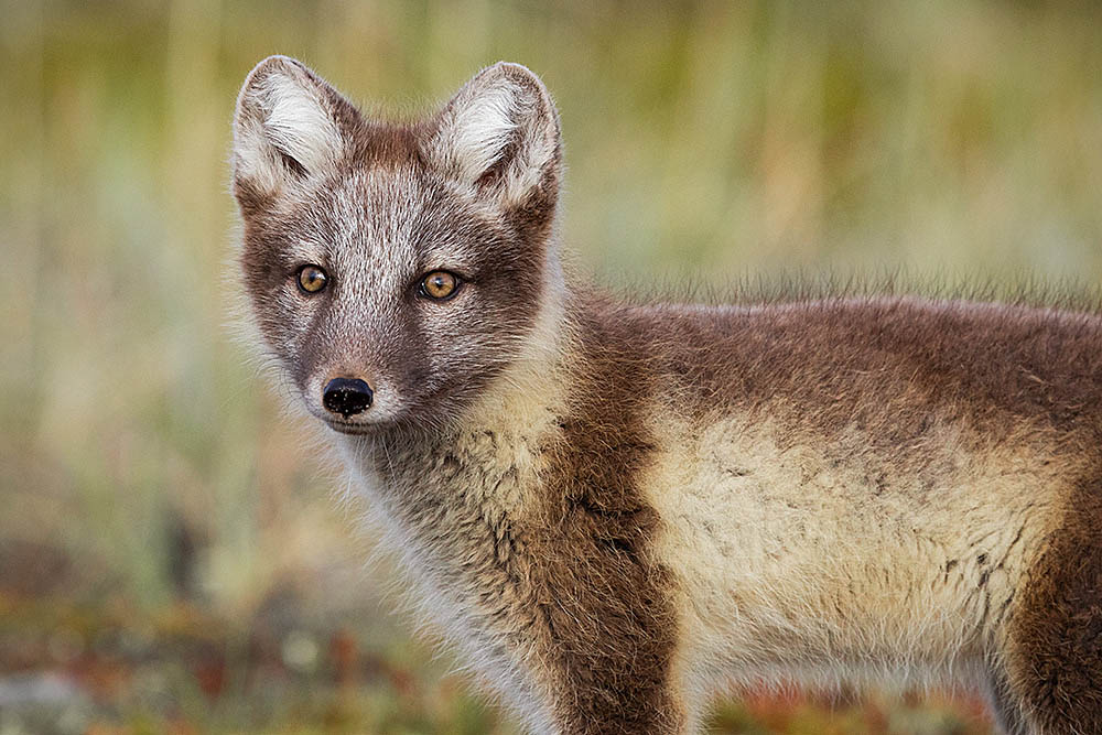 Arctic Fox (Vulpes lagopus)