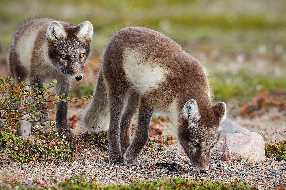 Arctic Fox (Vulpes lagopus)