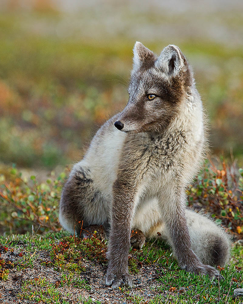 Arctic Fox (Vulpes lagopus)