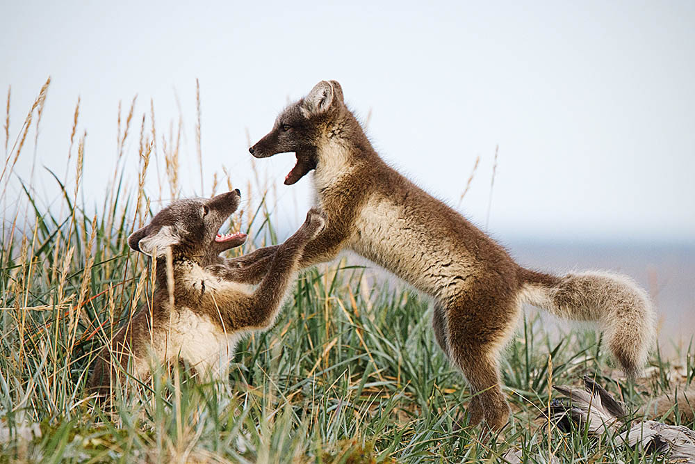 Arctic Fox (Vulpes lagopus)