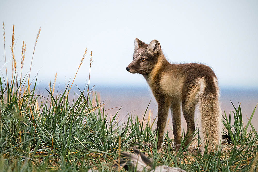 Arctic Fox (Vulpes lagopus)