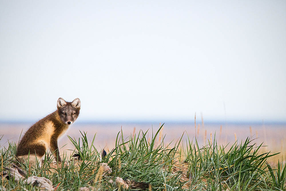 Arctic Fox (Vulpes lagopus)