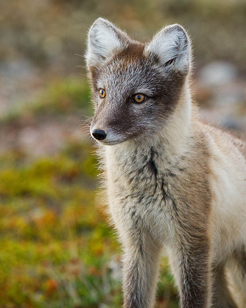 Arctic Fox (Vulpes lagopus)