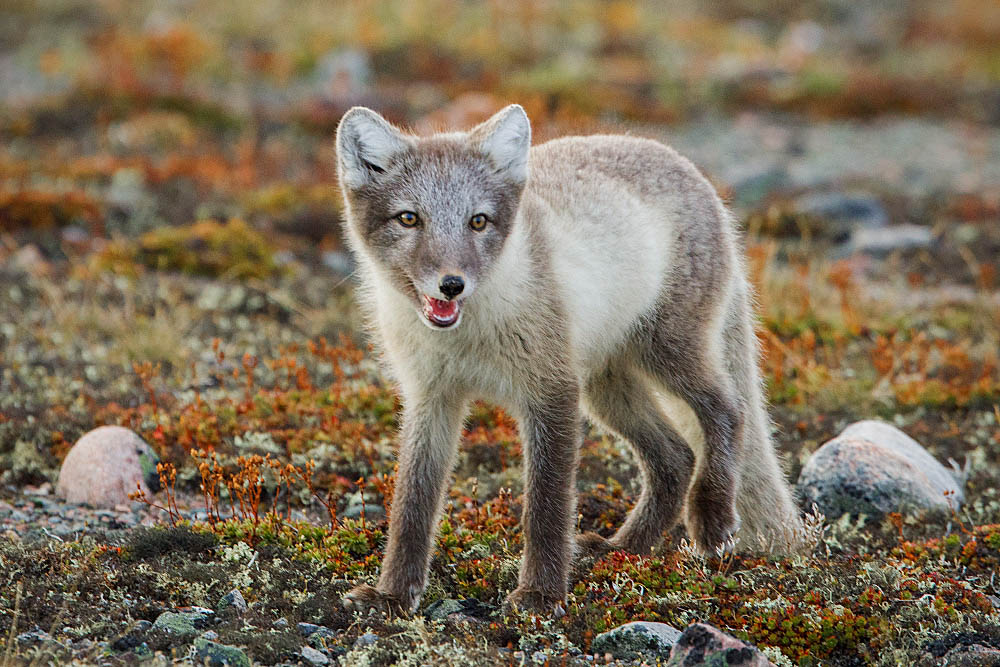 Arctic Fox (Vulpes lagopus)