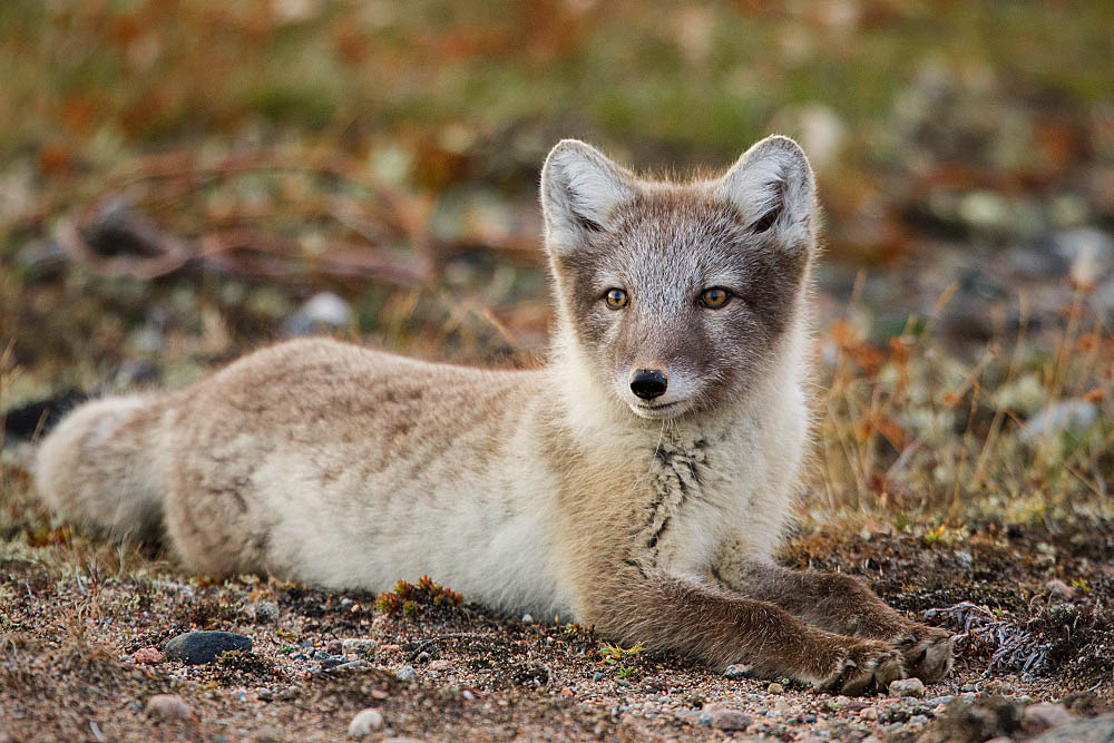 Arctic Fox (Vulpes lagopus)