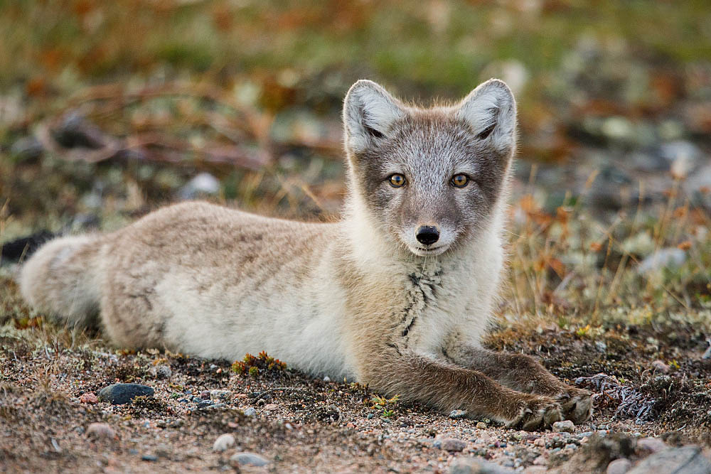 Arctic Fox (Vulpes lagopus)