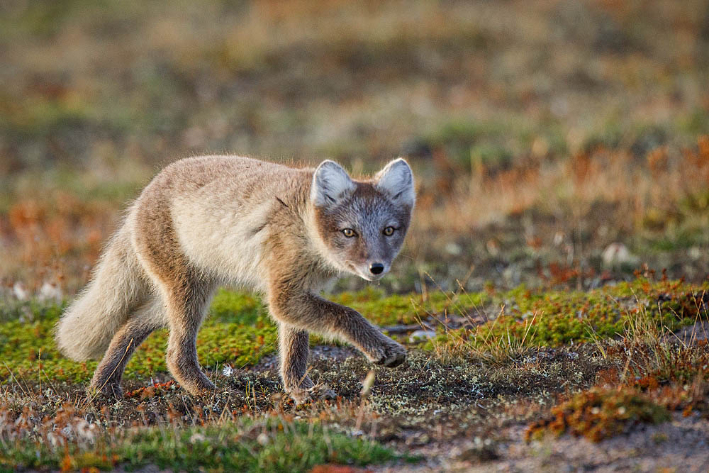 Arctic Fox (Vulpes lagopus)