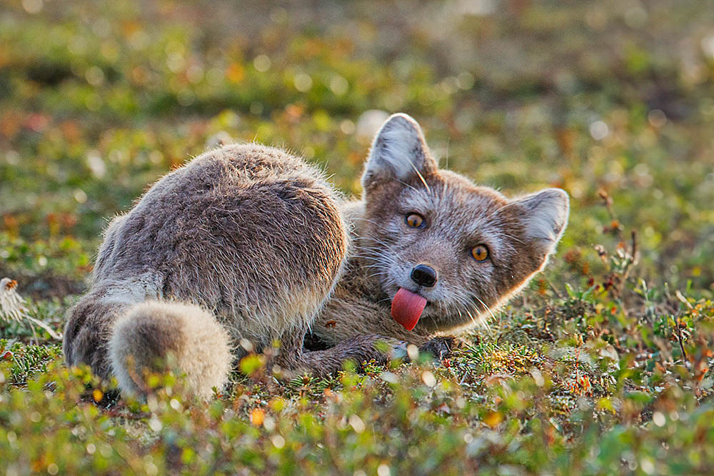 Arctic Fox (Vulpes lagopus)