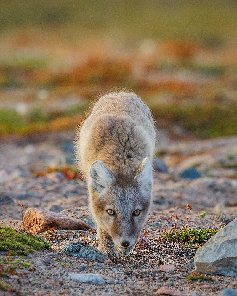 Arctic Fox (Vulpes lagopus)