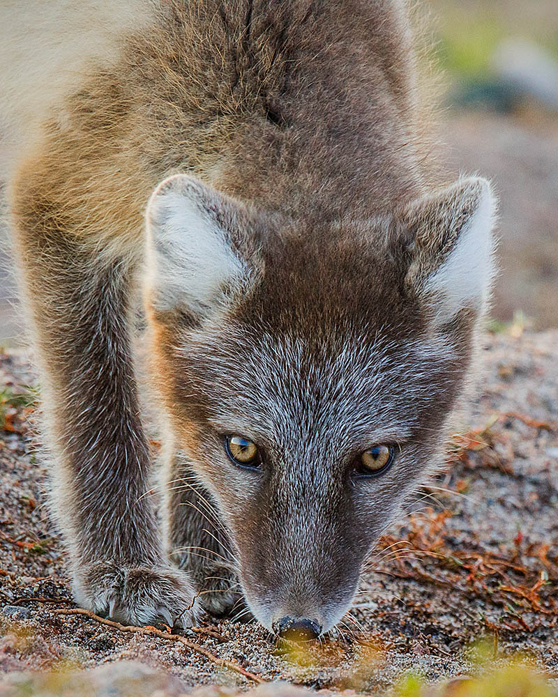 Arctic Fox (Vulpes lagopus)