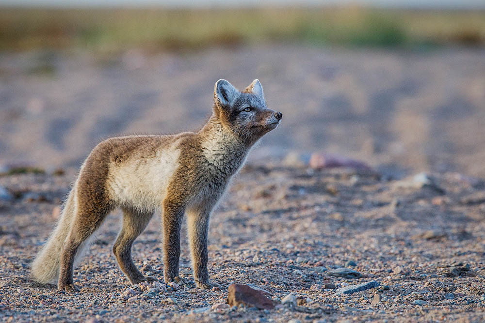 Arctic Fox (Vulpes lagopus)