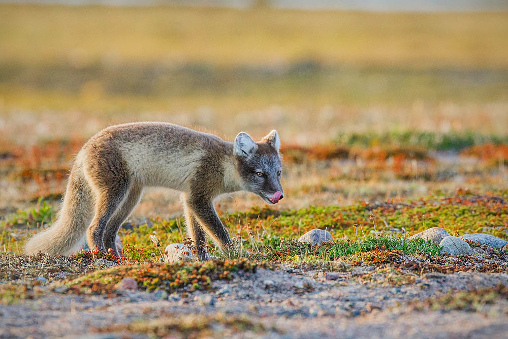 Arctic Fox (Vulpes lagopus)