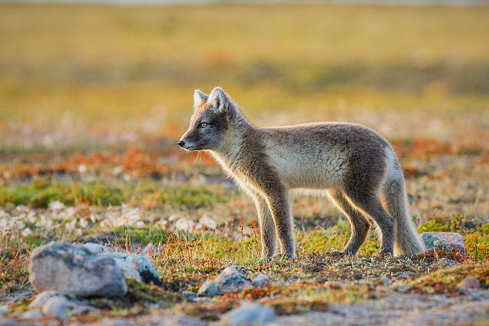 Arctic Fox (Vulpes lagopus)