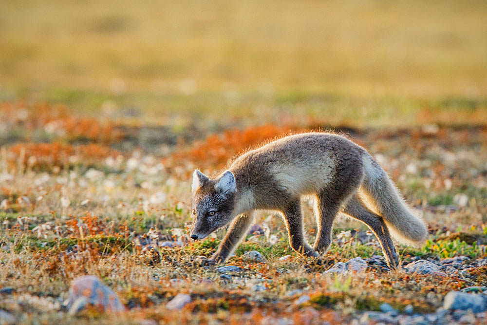 Arctic Fox (Vulpes lagopus)