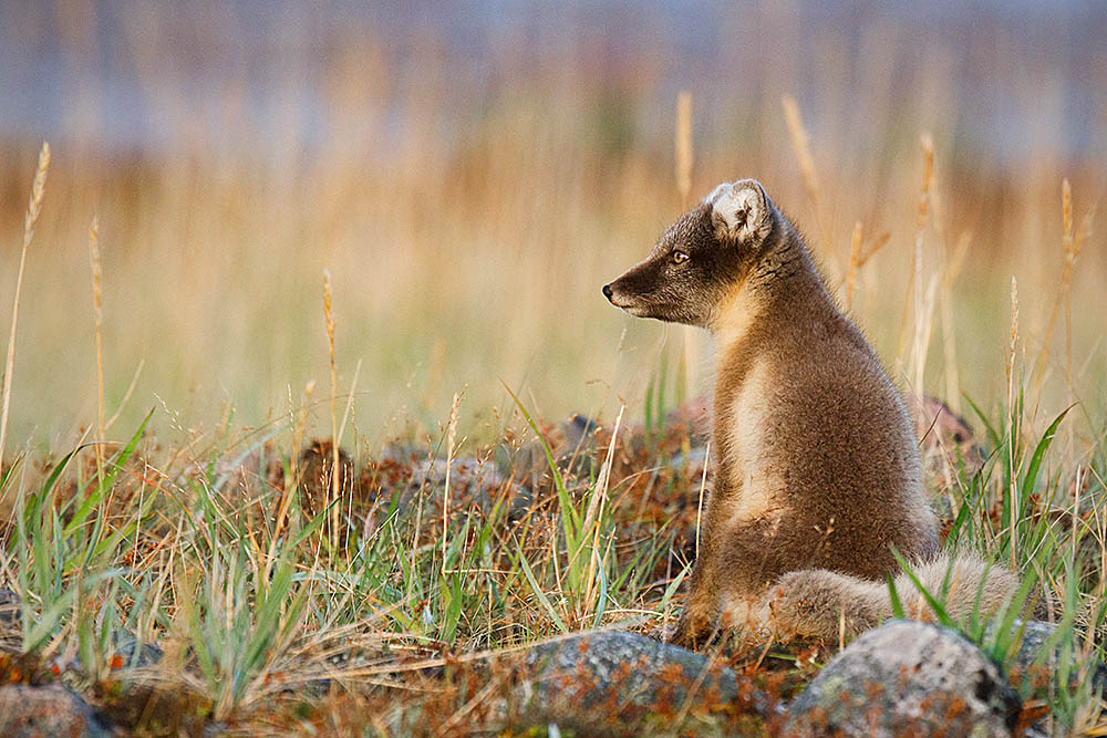 Arctic Fox (Vulpes lagopus)