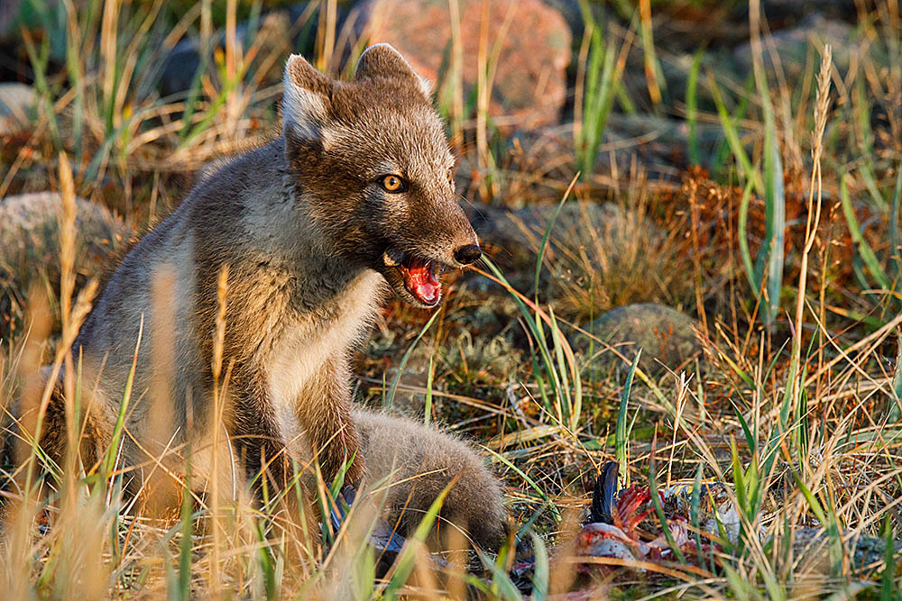 Arctic Fox (Vulpes lagopus)