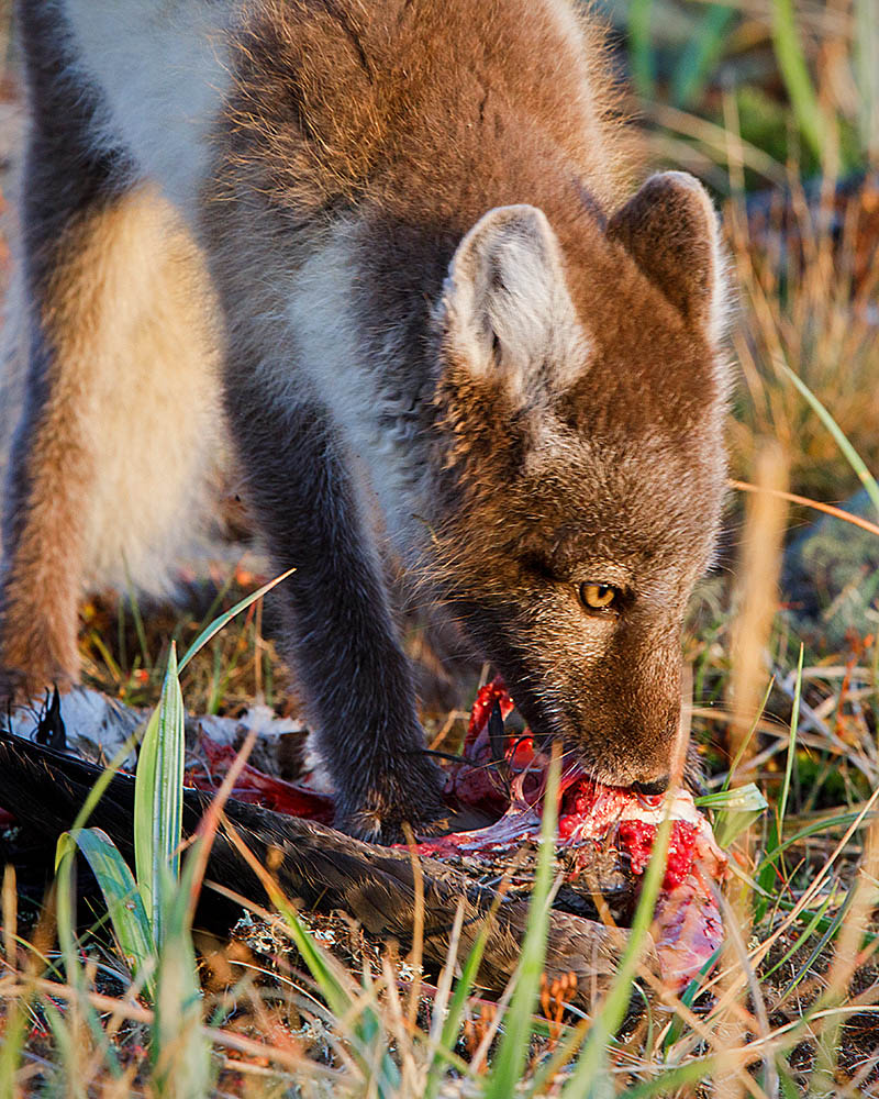 Arctic Fox (Vulpes lagopus)