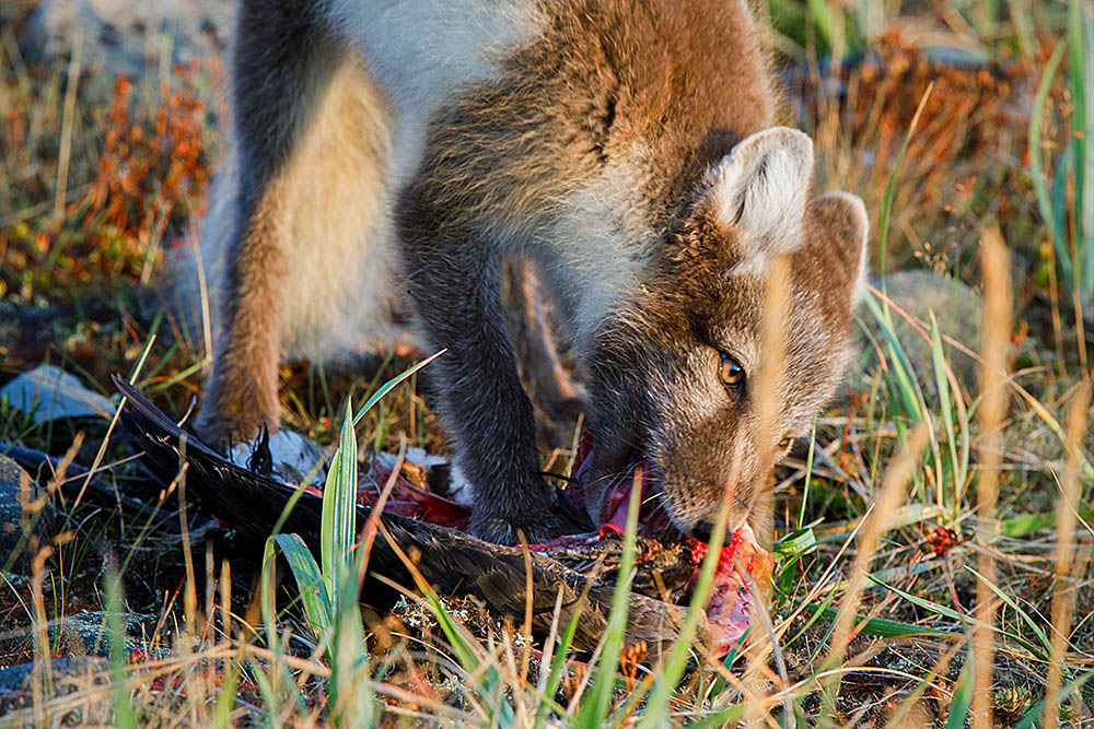 Arctic Fox (Vulpes lagopus)