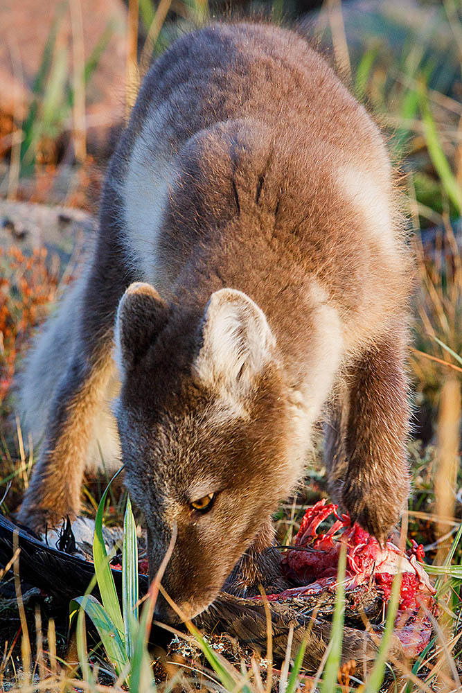 Arctic Fox (Vulpes lagopus)