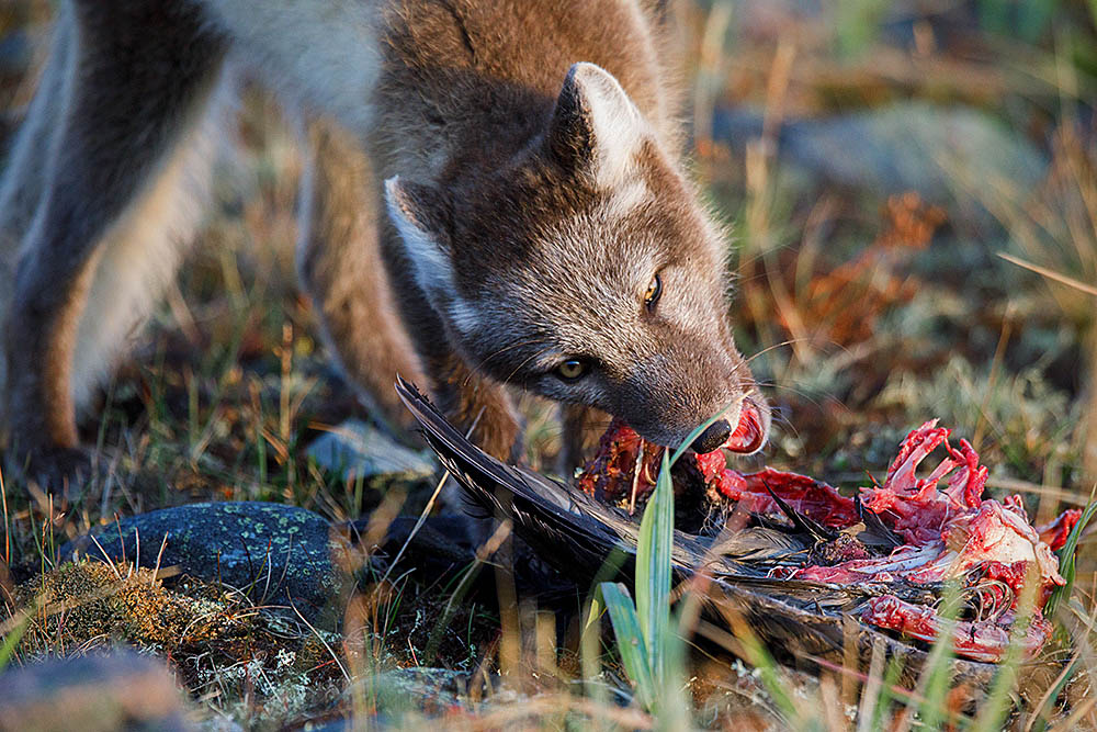 Arctic Fox (Vulpes lagopus)