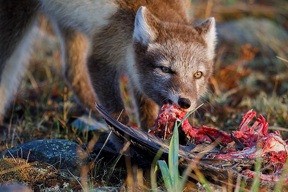 Arctic Fox (Vulpes lagopus)