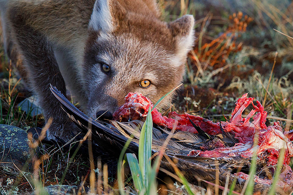 Arctic Fox (Vulpes lagopus)