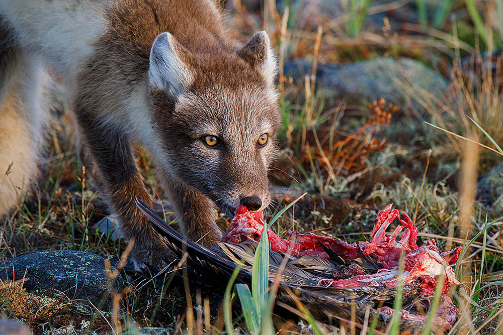 Arctic Fox (Vulpes lagopus)