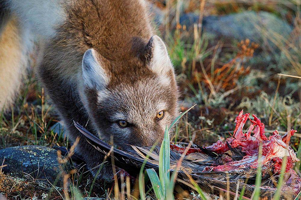 Arctic Fox (Vulpes lagopus)