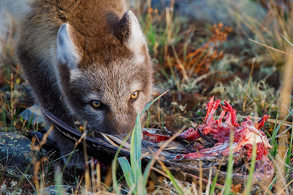 Arctic Fox (Vulpes lagopus)