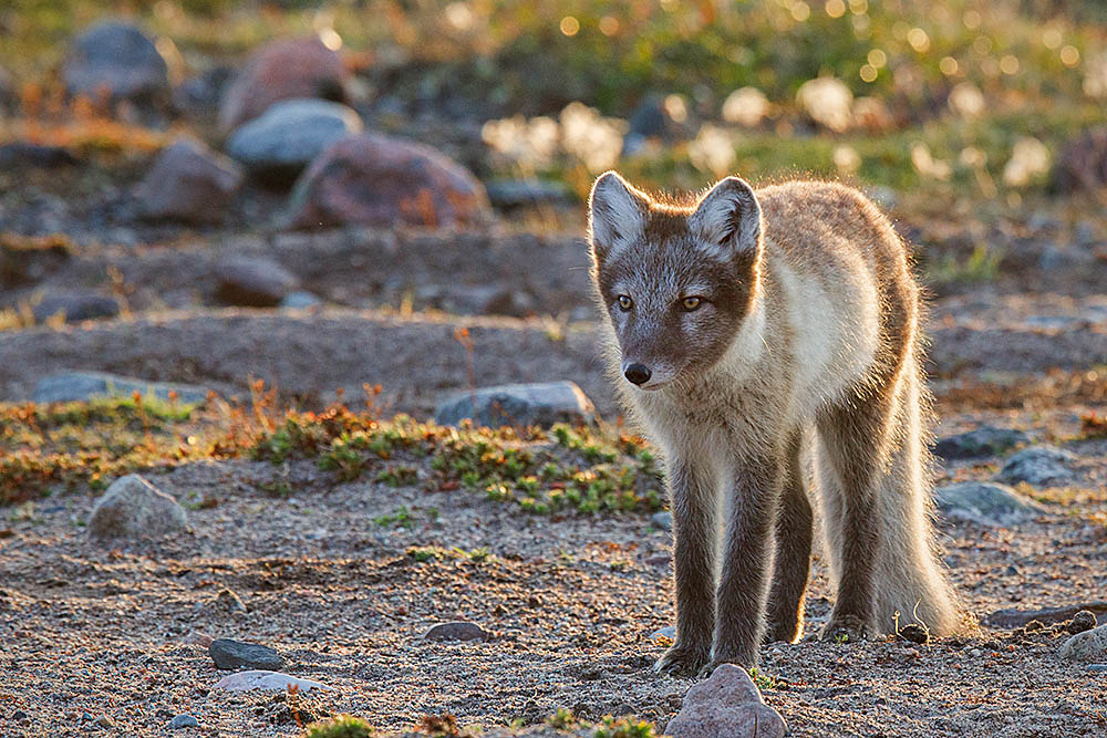 Arctic Fox (Vulpes lagopus)