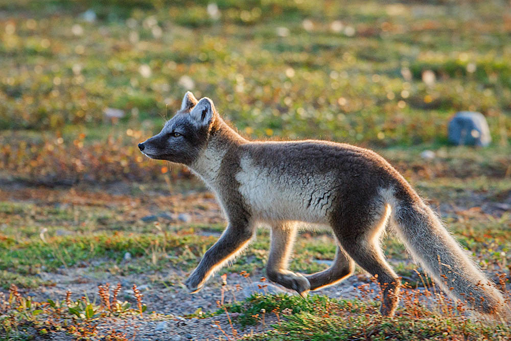 Arctic Fox (Vulpes lagopus)