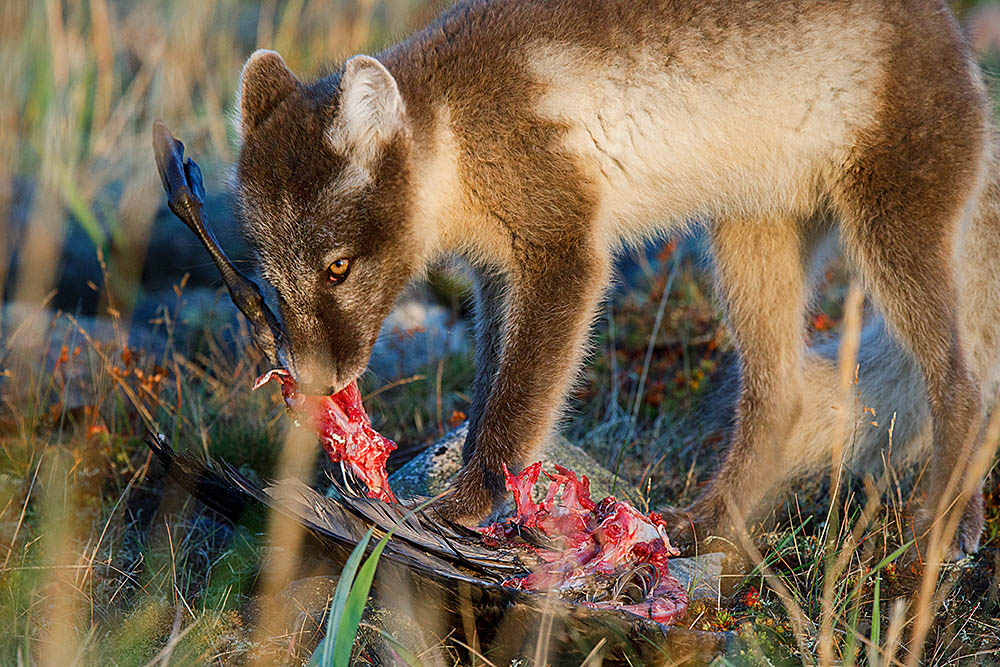 Arctic Fox (Vulpes lagopus)