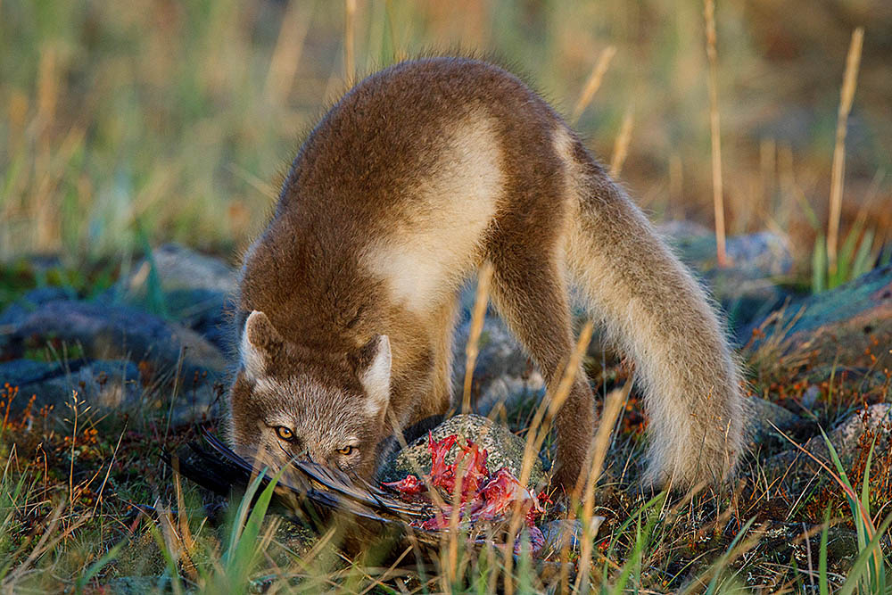 Arctic Fox (Vulpes lagopus)