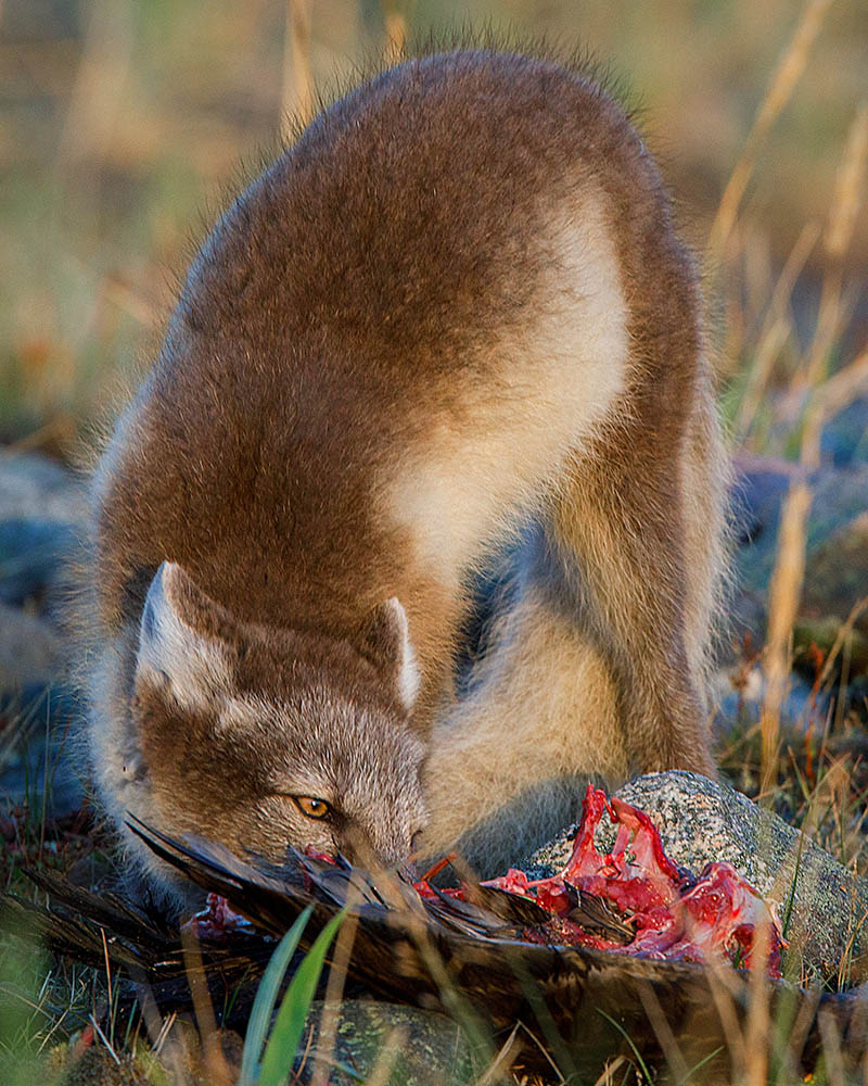 Arctic Fox (Vulpes lagopus)