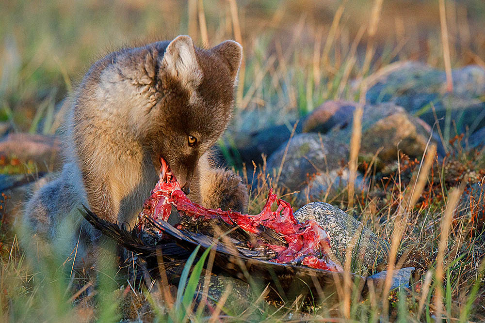 Arctic Fox (Vulpes lagopus)