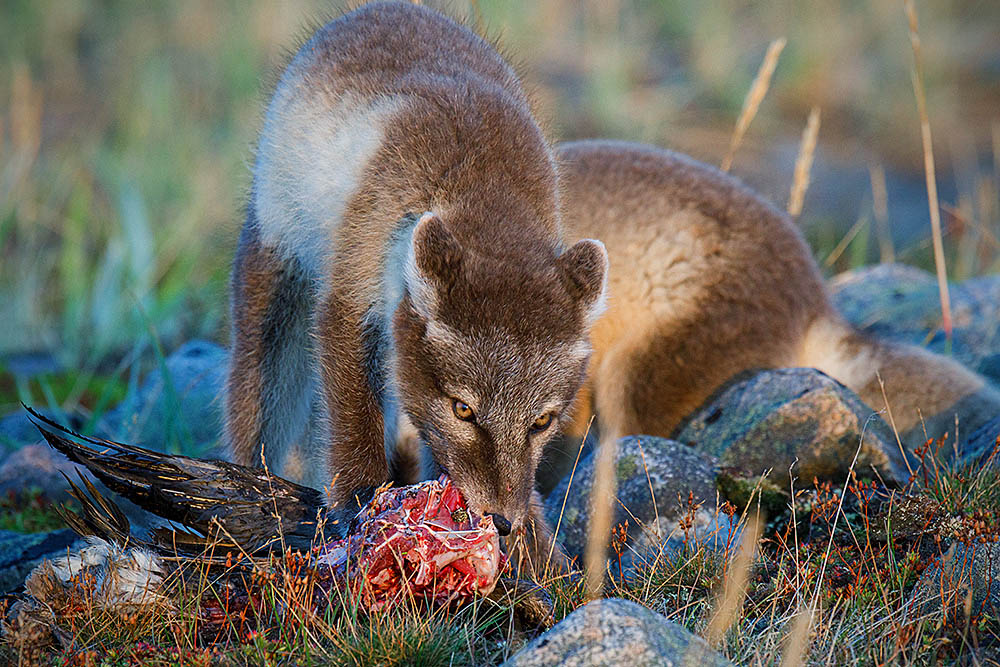 Arctic Fox (Vulpes lagopus)