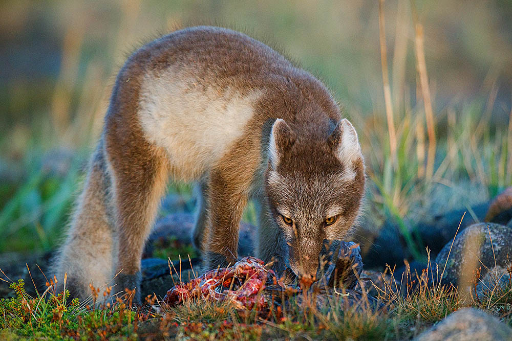 Arctic Fox (Vulpes lagopus)