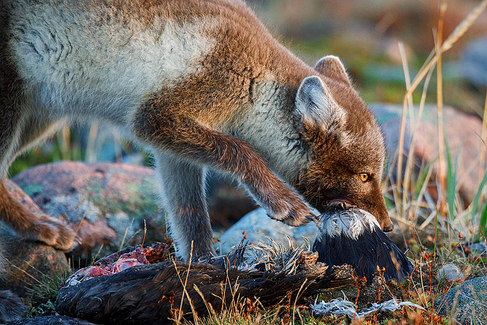 Arctic Fox (Vulpes lagopus)