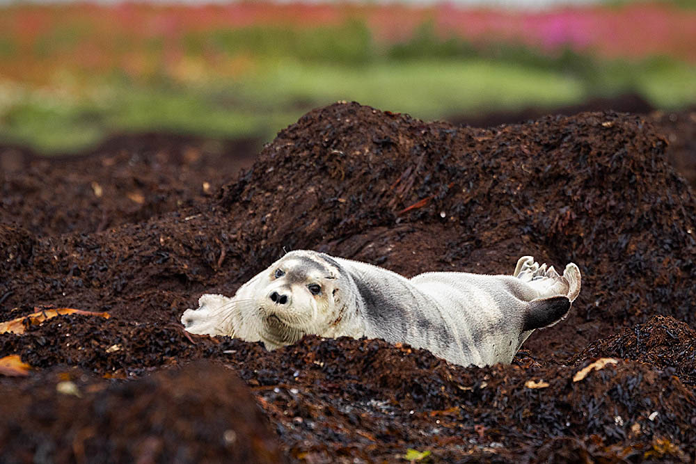 Ringed Seal (Phoca hispida)