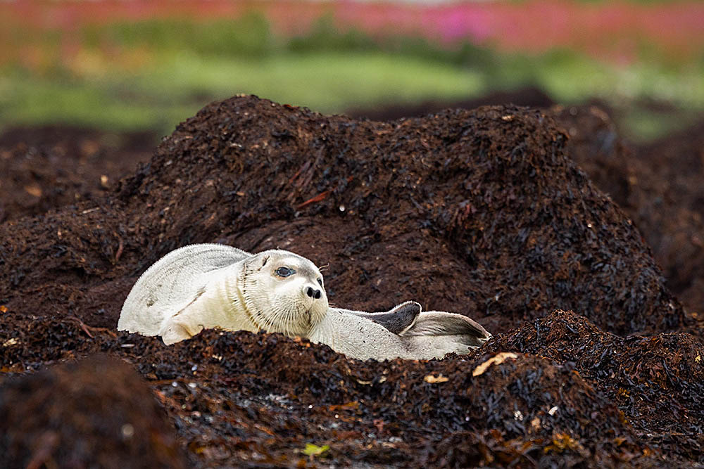 Ringed Seal (Phoca hispida)