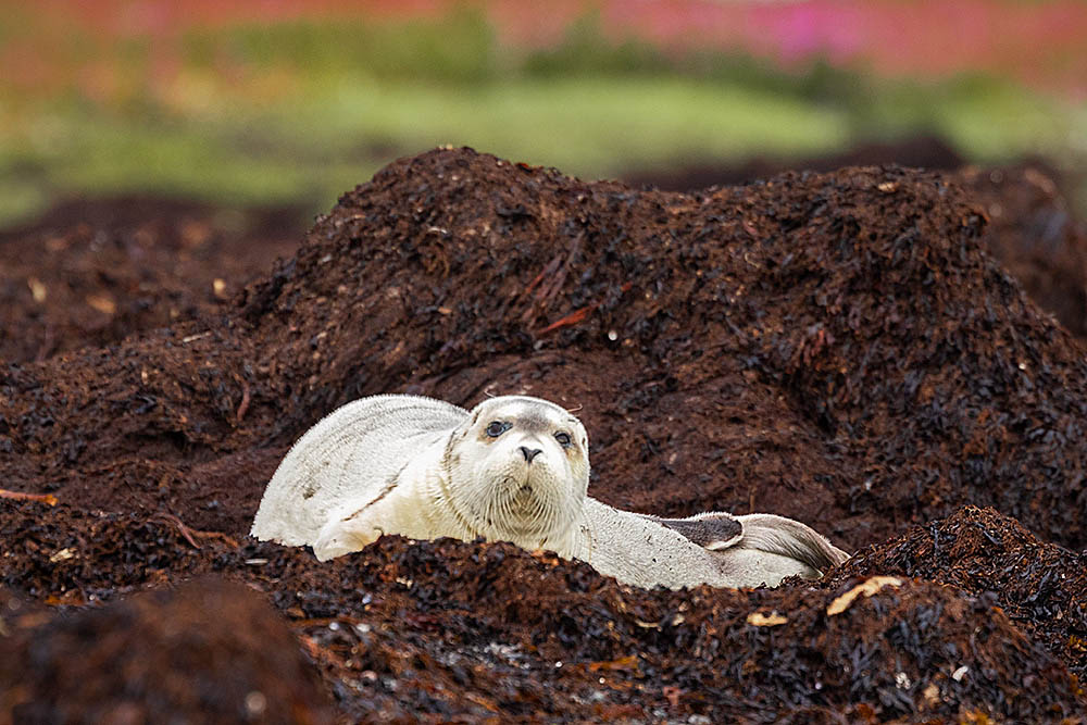 Ringed Seal (Phoca hispida)