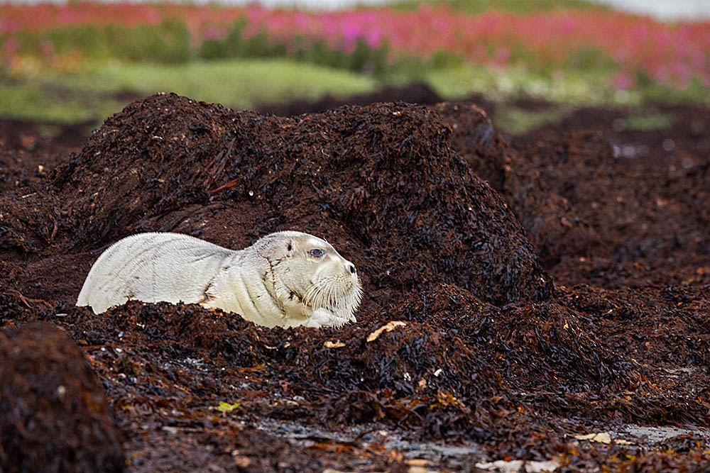 Ringed Seal (Phoca hispida)