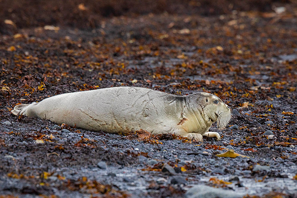 Ringed Seal (Phoca hispida)