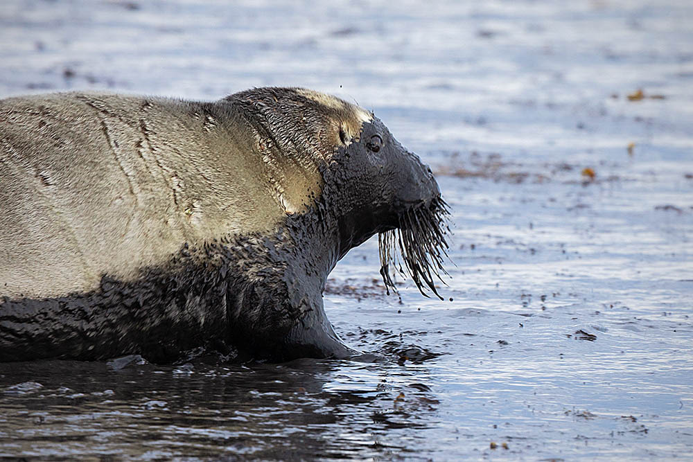 Ringed Seal (Phoca hispida)