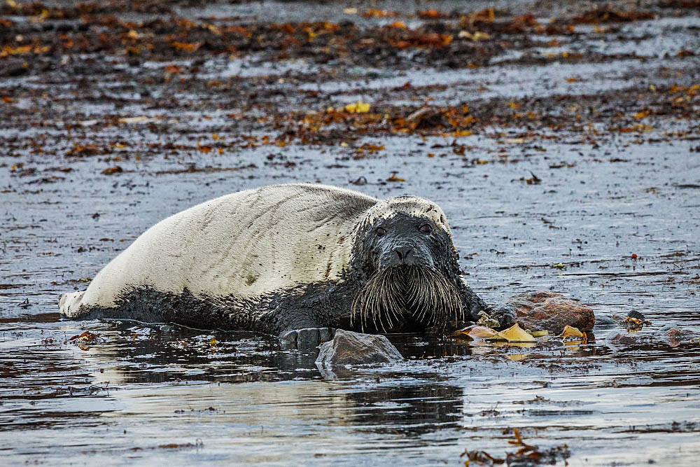 Ringed Seal (Phoca hispida)