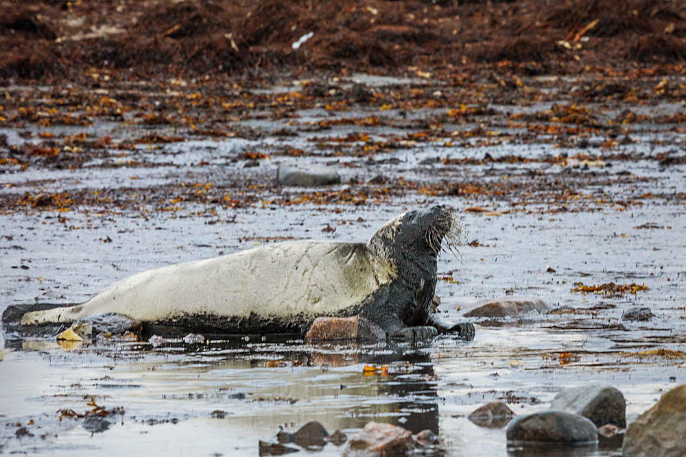 Ringed Seal (Phoca hispida)