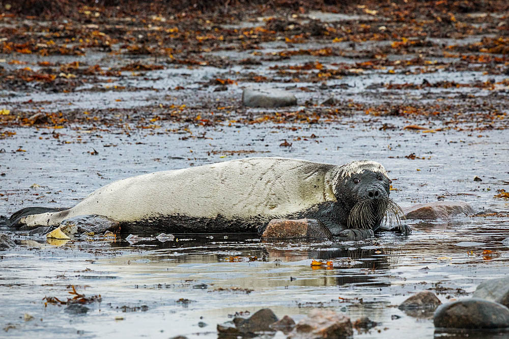 Ringed Seal (Phoca hispida)