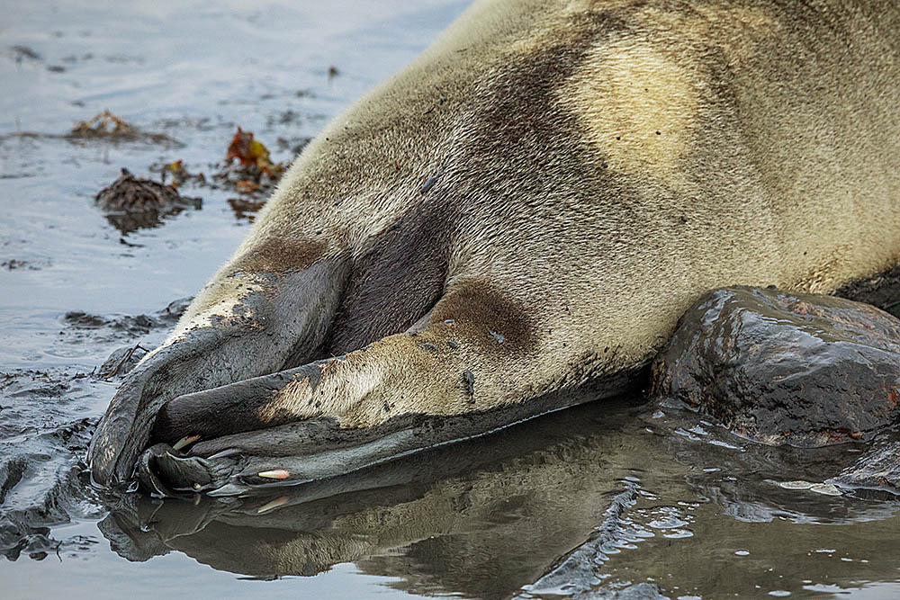 Ringed Seal (Phoca hispida)