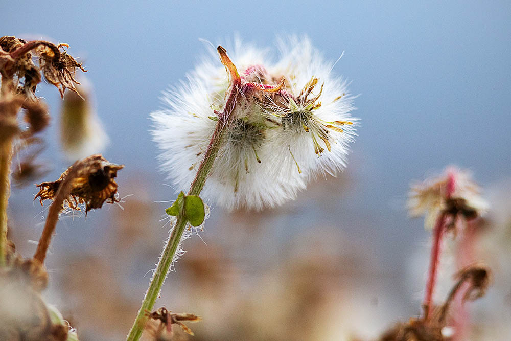 Arctic Cotton (Eriophorum callitrix)