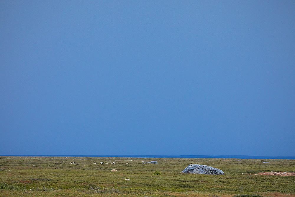 Tundra near the coast south of Arviat, with snow geese.